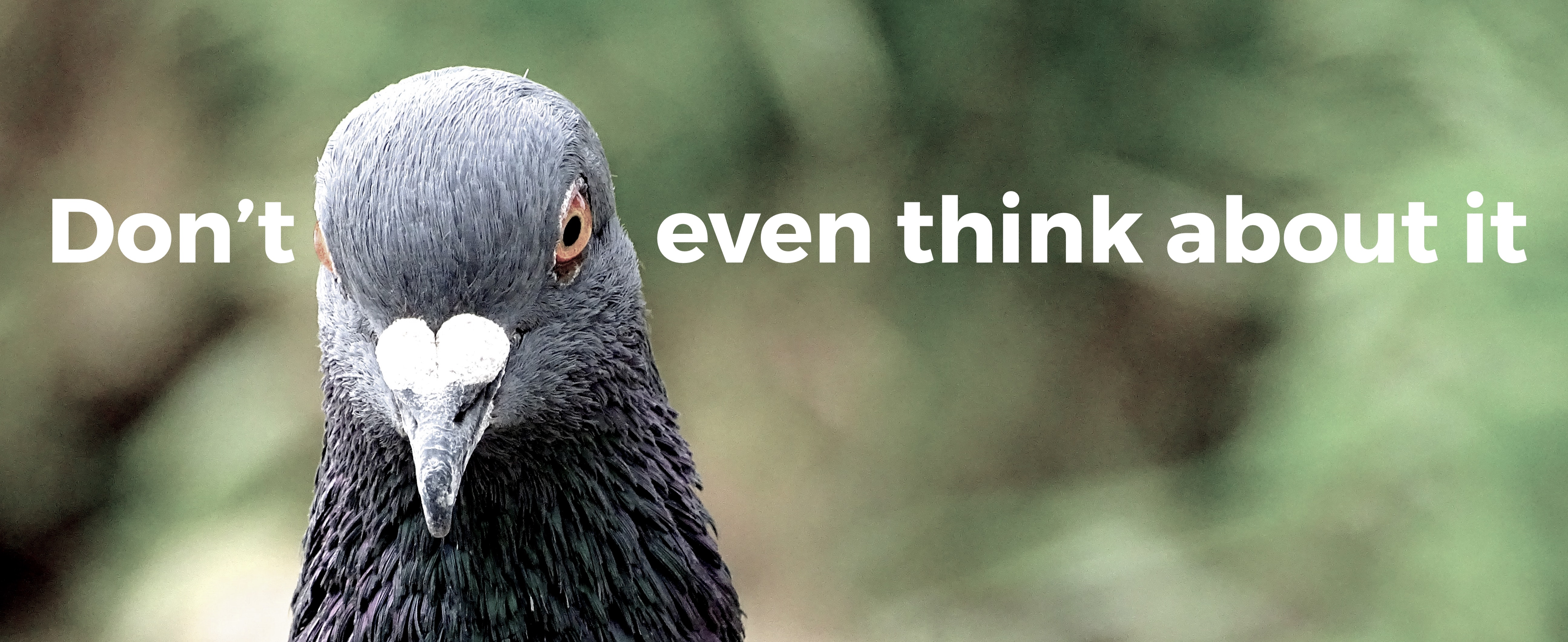pigeon saying don't even think about it.
